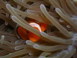 Finding Nemo Dive n Trek Anilao Batangas Olympus C7070 by Ernesto Yu 